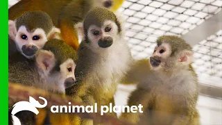 Male Squirrel Monkey Gets Introduced to the Females for the First Time | The Zoo