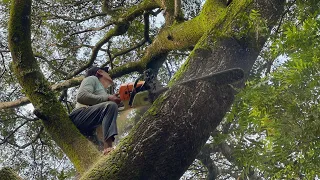 From the Easiest to the Most Difficult... Cutting down 3 Circular Trees in Boundary Land.