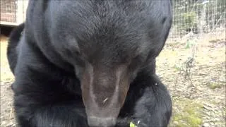 Lucky the bear eating his breakfast November 21, 2012