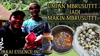 AUTO JUARA PAKAI UMPAN MBRUSUTTT + ESSENCE DEWA PETIR !