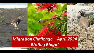 Bird Migration Challenge Bingo April 2024