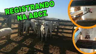 SAIBA TUDO SOBRE REGISTRO DE BEZERRO PO | COMO É REGISTRAR BEZERRO NELORE?