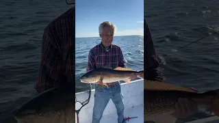 Monster Redfish on light tackle st marks florida flats #yeti #florida #bullbayrods #zmanfishing