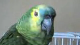 Blue fronted amazon parrot talking