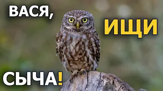 Вася, ищи сыча!