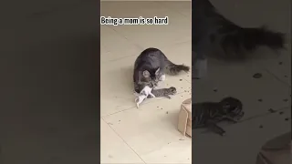 Being mom is hard #viral #best #funny #cats #shorts