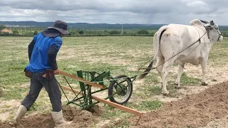 HUGO PLANTANDO MILHO NA PLANTADEIRA DO BOI E OLHE COMO É FEITA ESSA ENGENHOCA.