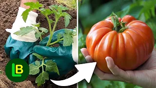 Plant a tomatoes this method and get big fruits