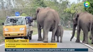 Слоновий гоп стоп в Таиланде дикие слоны грабят грузовики с фруктами