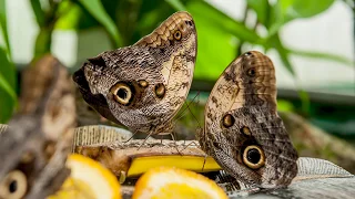 Butterfly Rainforest Moment: Owl Butterfly