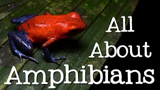 All About Amphibians: Tadpoles, Frogs, and Salamanders - Freeschool