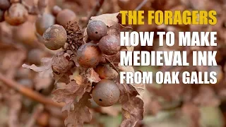 The Foragers: How to make medieval ink from Oak Galls