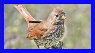 Fox Sparrow Singing, Fox Sparrow Calling! - Chingolo Zorruno - Gorrión Rascador - Passerella Iliaca