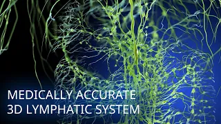 Medically accurate lymphatic system 3d animation