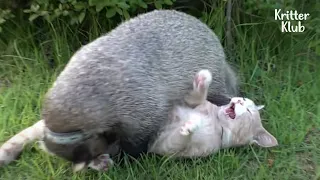 Cat Screams At A Badger Who Tries To Bite His 'This' (Part 2) | Kritter Klub