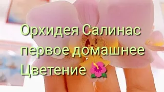 Орхидея Салинас 🤗🌺 Первое домашнее цветение 🌺