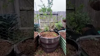 Fruit Growing In Containers (Part One)