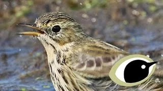 BTO Bird ID - Meadow Pipit, Tree Pipit & Skylark