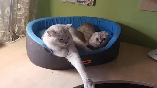 Знакомство Кошки  Хлои и Кота 😻 Первый День Будет ли Любовь? 🐱 Любовь Шотландские коты