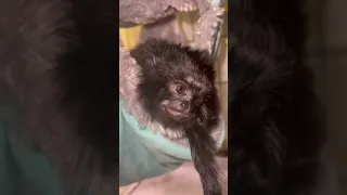 Adorable tiny baby golden handed  tamarin