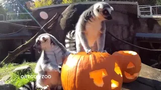 Lemurs have a 'gourd time' at Oregon Zoo