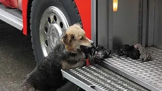 The dog carried the puppies out of the fire into a fire truck, begging people to save her children