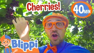 Blippi Visits a Cherry Farm and Eats Healthy Fruits! | BEST OF BLIPPI TOYS | Educational Videos