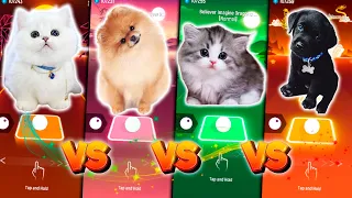 CUTE CAT DANCE MONKEY VS CUTE DOG NEW RULES DUA LIPA VS CUTE CAT BELIEVER VS CUTE DOG BABY SHARK