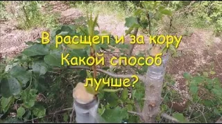 Прививка в расщеп или за кору, какой способ лучше?