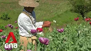 Myanmar overtakes Afghanistan as world’s largest opium producer: UNODC