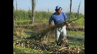 Construccion de una chinampa: cultura del agua que se preserva