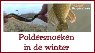 Polder SNOEKEN in de WINTER | #snoek