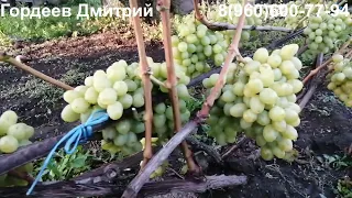 Виноград Аркадия - урожай 2022. Тула.