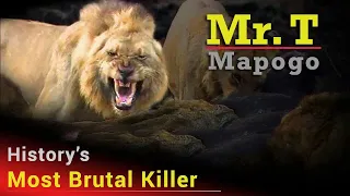 Notorious Mr. T Mapogo | The Most Ruthless Lion To Ever Rule In The African Bush [ Re-Mastered ]