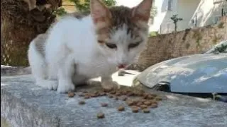 " CUTE STREET CATS " | THE DIFFICULT LIFE OF STREET ANIMALS | Street Animals Vlog