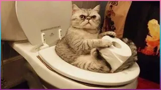 Приколы С Животными / Попробуй Не Засмеяться! / Funny Animals / САМЫЕ СМЕШНЫЕ ЖИВОТНЫЕ #3