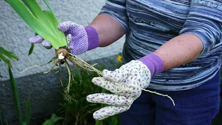 How-to video on Iris dividing and replanting.