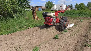 Двойное окучивание картофеля. Почему Сморгоньские окучники не подходят при посадке на 70см МТЗ Weima