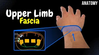 Fascia of the Shoulder, Arm, Forearm and Hand (Septa, Compartments, Sheath)