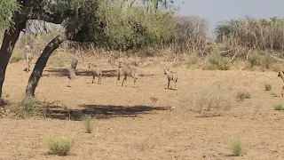 Neelgai