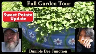 Growing Sweet Potatoes | Raised Bed Garden Tour | Sweet Potato Update