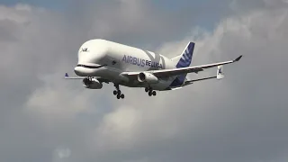 Giant Airbus Belugas Descend Like Titans: 4K Plane Spotting Thrills at the Hamburg Airbus Factory