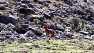 Ethiopian Wolf Call