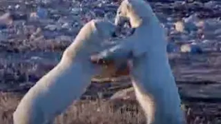 Polar Bear Play Fight! | BBC Studios