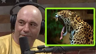 Joe Rogan: Ever Seen a Jaguar Tripping Out On DMT?