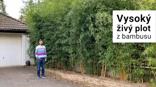 Vysoký živý plot z bambusů Phyllostachys | Bambusář.cz