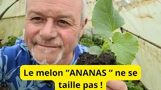 La culture du melon  , le melon ANANAS ne se taille pas !