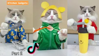 Cats make food 2023 "That Little Puff" Tiktok Compilation #2