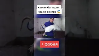 Самая большая крыса в мире❗❗😱#рек  #подпишись