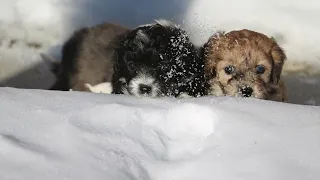 Micro Mini Aussiedoodle puppies in the snow!